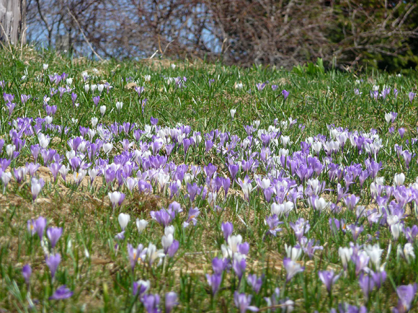 P1000752