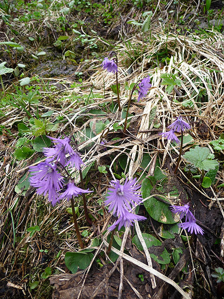 P1000979