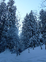 103_les sapins couverts de neige