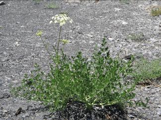 Laserpitium gallicum  Wikipdia