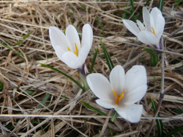 28_crocus