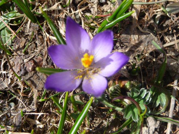 29_crocus