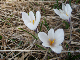 28_crocus