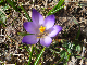 29_crocus